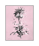 Dussurgey Imperiale on Pink