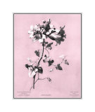 Dussurgey Amaryllis on Pink