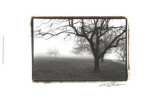 Buy Distant Trees at AllPosters.com