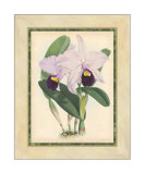 Fitch Orchid IV