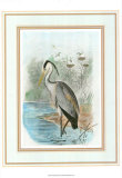 Common Heron