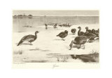 Geese