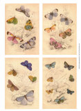 Jardini Butterflies