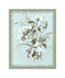 Dussurgey Hydrangea on Blue