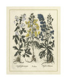 Besler Floral I