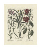 Besler Floral III