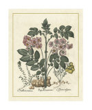 Besler Floral V