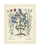 Besler Floral IV