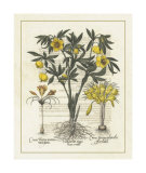 Besler Floral II