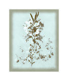 Dussurgey Lilium on Blue
