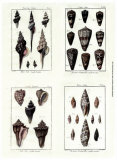 Shells