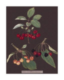 Cherries