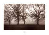 Buy Fog Tree Study IV at AllPosters.com