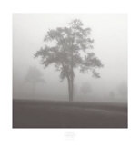 Buy Fog Tree Study I at AllPosters.com