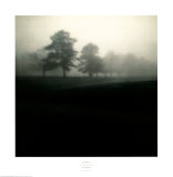 Buy Fog Tree Study II at AllPosters.com