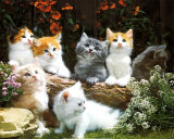 Buy Kittens at AllPosters.com