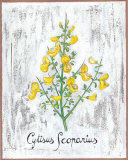 Medicinal Plant IV