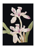 Buy Black Magic II at AllPosters.com