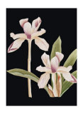 Buy Black Magic I at AllPosters.com