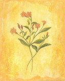 Country Flowers II