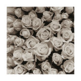 Buy Rose Points at AllPosters.com