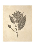 Buy Ivory Tropicals II at AllPosters.com