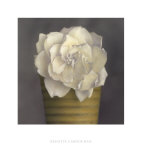 Buy Gardenia in Yellow Pot at AllPosters.com