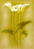 Iris Triptic II