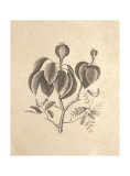 Buy Ivory Tropicals I at AllPosters.com
