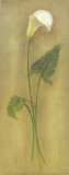 Buy Single Lily II at AllPosters.com