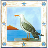 Silver Gull