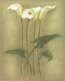 Iris Triptic II
