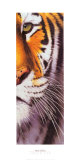 Tiger Eye