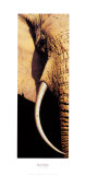 Buy Tusk at AllPosters.com