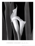 Buy Embrace at AllPosters.com