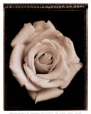 White Rose