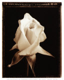 Rose Blossom