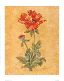 Oriental Poppy