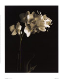 Orchid Study I