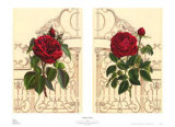 Buy Empire Roses at AllPosters.com