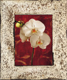 Buy Orchids at AllPosters.com