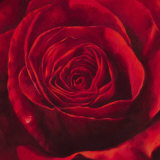 Passione (detail)