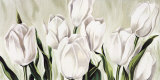 Buy Tulipani Bianchi at AllPosters.com
