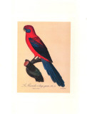 Barraband Parrot No. 78