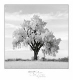 Oak Tree