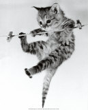 Kitten on a Clothes Line