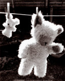Teddy Bear Drying