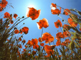 Poppies