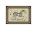 Zebra with Border II