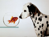 Dalmation Dog Looking at Dalmation Fish